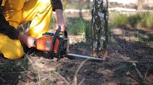 Best Lawn Renovation and Restoration  in North Corbin, KY