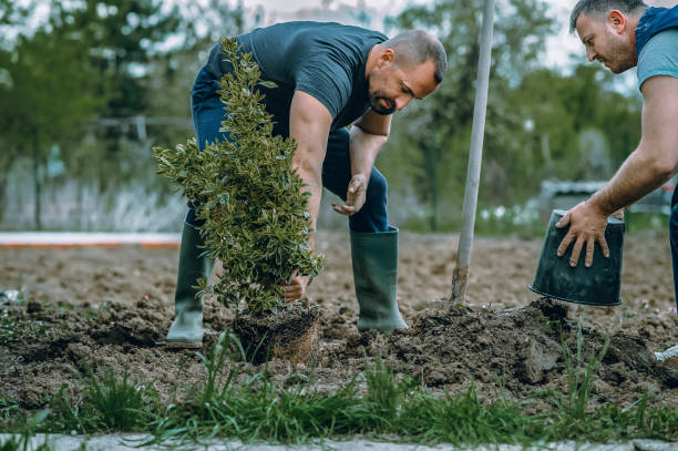 Best Tree Health Inspection  in North Corbin, KY