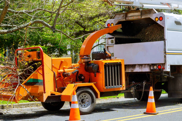 How Our Tree Care Process Works  in  North Corbin, KY