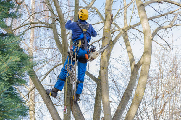 Best Storm Damage Tree Cleanup  in North Corbin, KY
